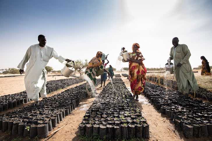 África pone el ejemplo y planta 8 mil kilómetros de árboles para construir la 'Gran Muralla Verde'
