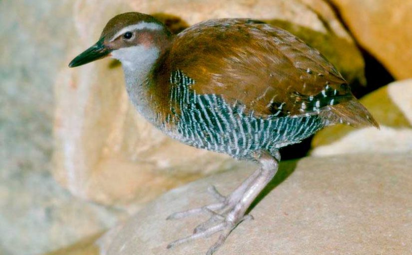 Rascón de Guam