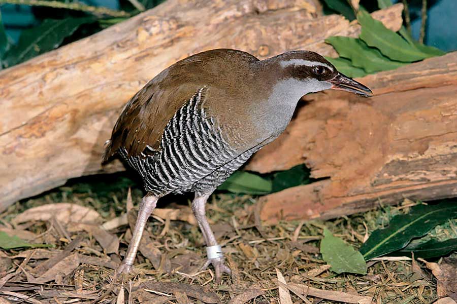 Rascón de Guam