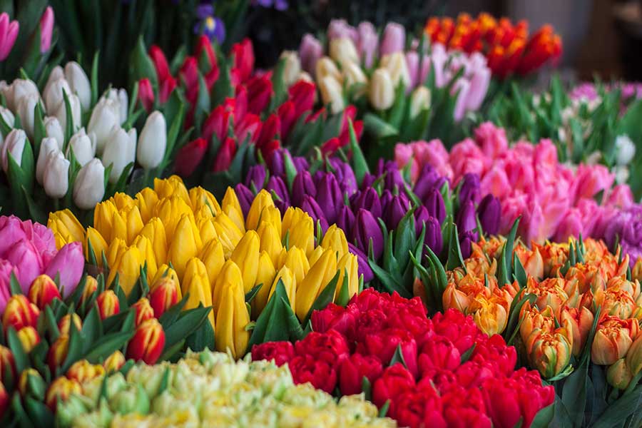tulipanes