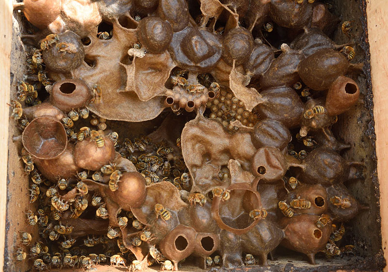 abeja melipona beecheii