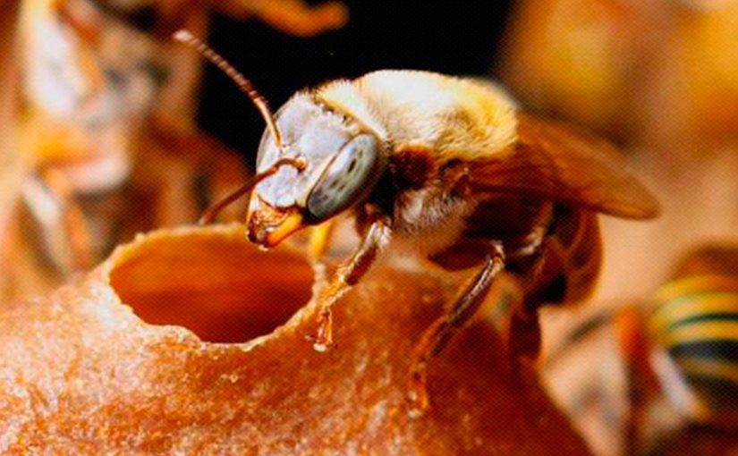 abeja melipona beecheii