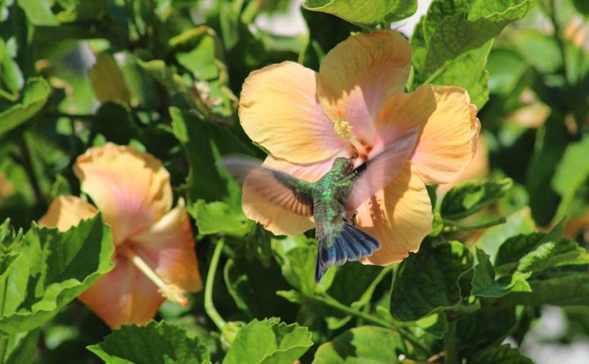 colibri luis fernando heras gastelum