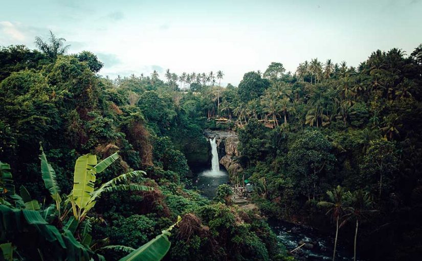 selva