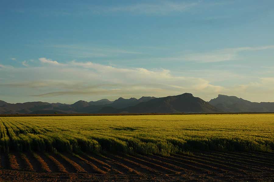 Campos en Sonora
