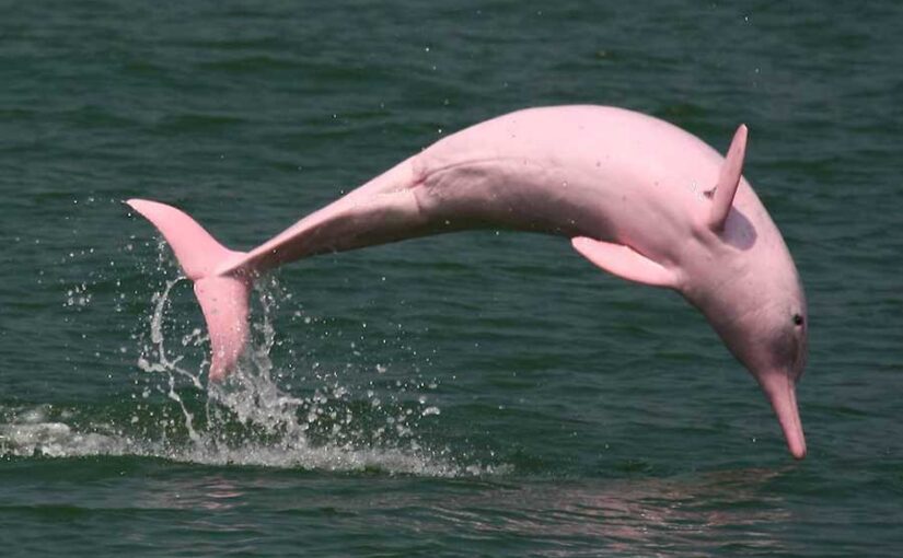 Delfines rosados