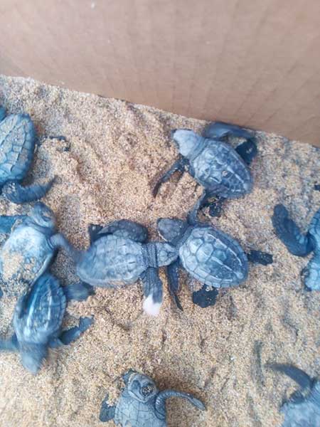 Grupo Tortuguero de Bahía de Kino
