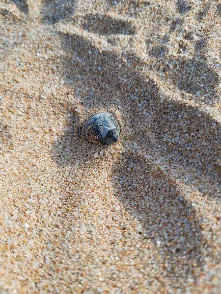 Grupo Tortuguero de Bahía de Kino