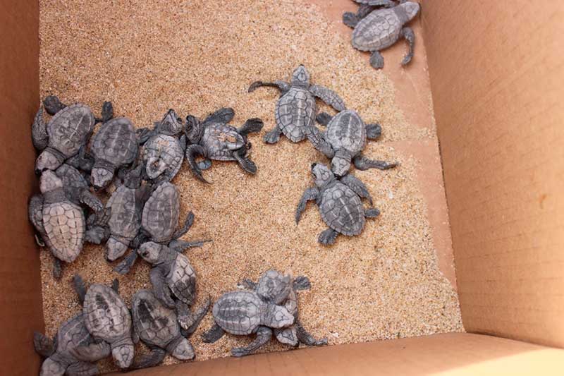 Grupo Tortuguero de Bahía de Kino