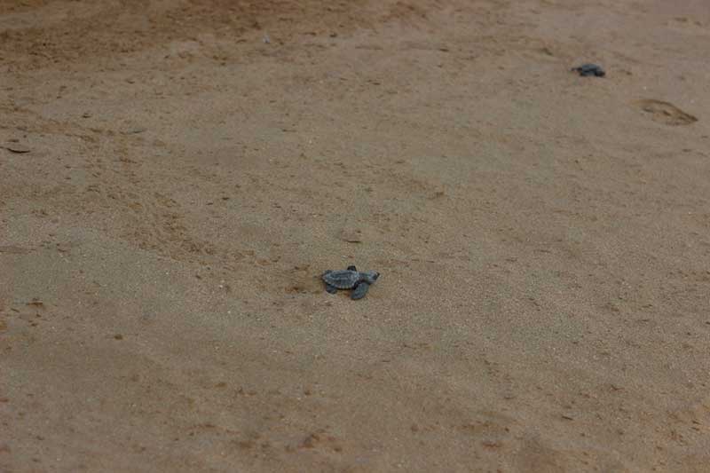 Grupo Tortuguero de Bahía de Kino