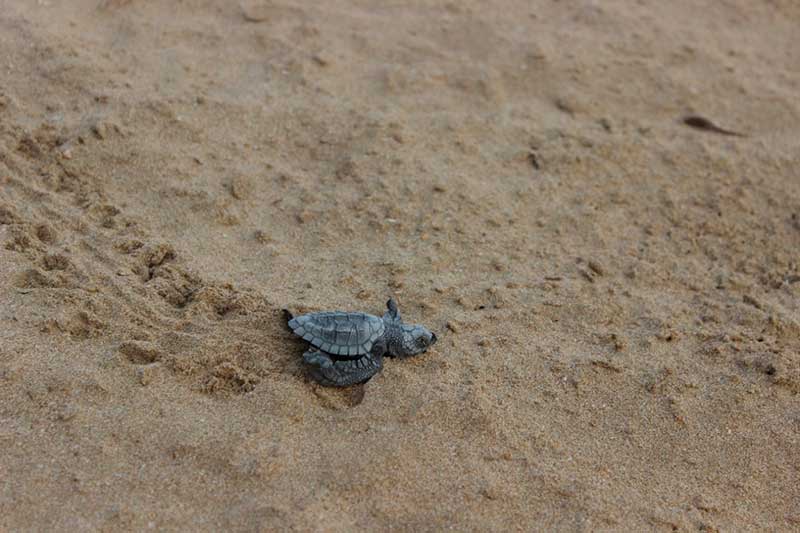 Grupo Tortuguero de Bahía de Kino