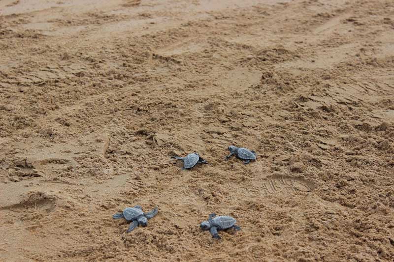 Grupo Tortuguero de Bahía de Kino
