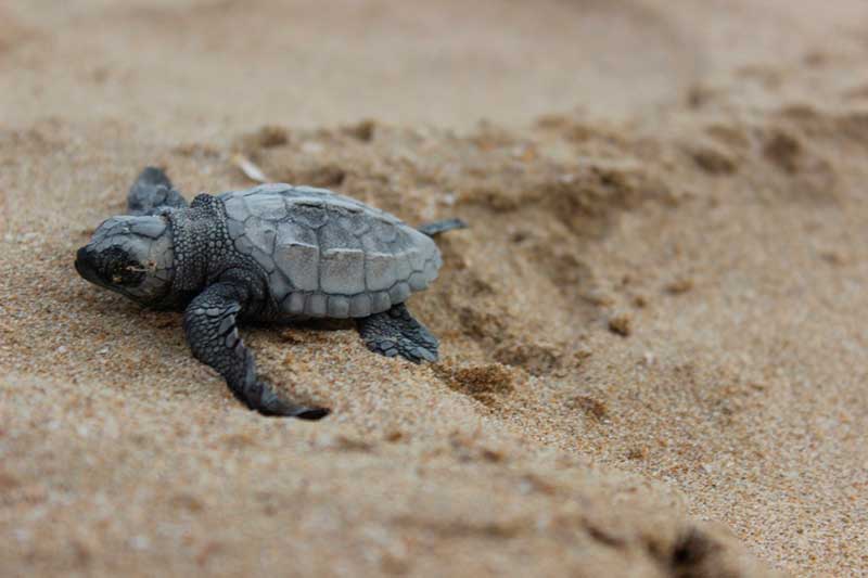 Grupo Tortuguero de Bahía de Kino