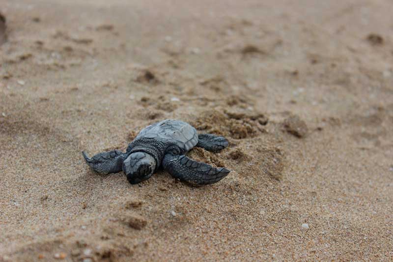 Grupo Tortuguero de Bahía de Kino