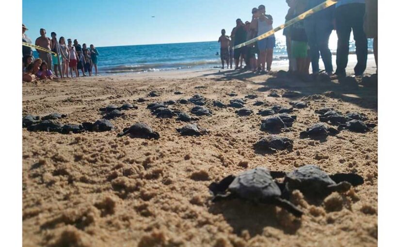 Grupo Tortuguero de Bahía de Kino