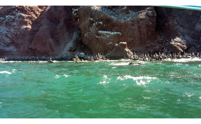 Aves marinas en Isla Alcatraz, Bahía de Kino, Sonora