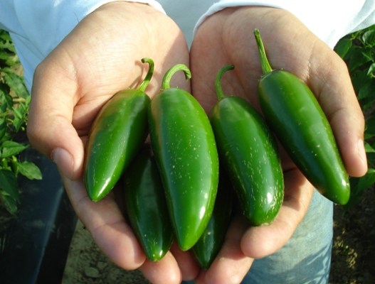 Chile chipotle