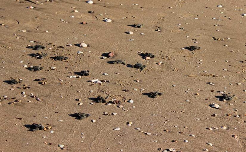 Liberación de tortugas en Bahía de Kino