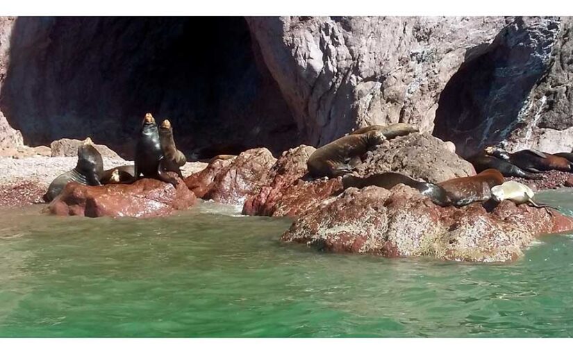 Lobos marinos Bahía de Kino
