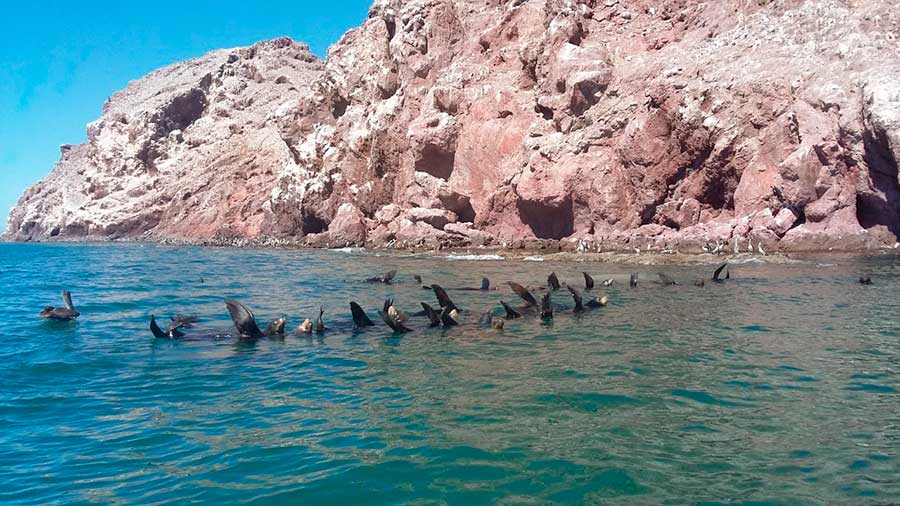 Lobos marinos Bahía de Kino