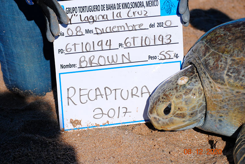 Grupo Tortugueros de Bahía de Kino