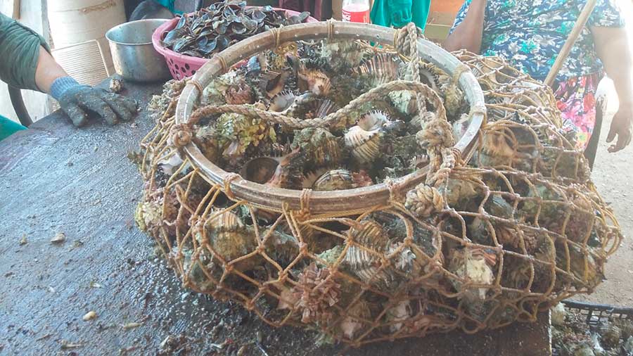 Caracol chino en el mar de Cortés