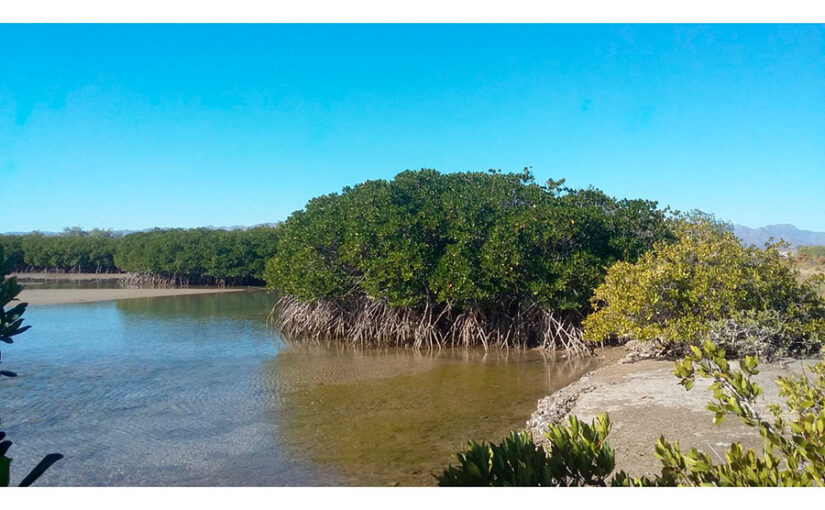 Estero Santa Rosa, Bahía de Kino, Sonora