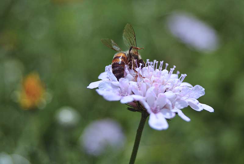 abeja