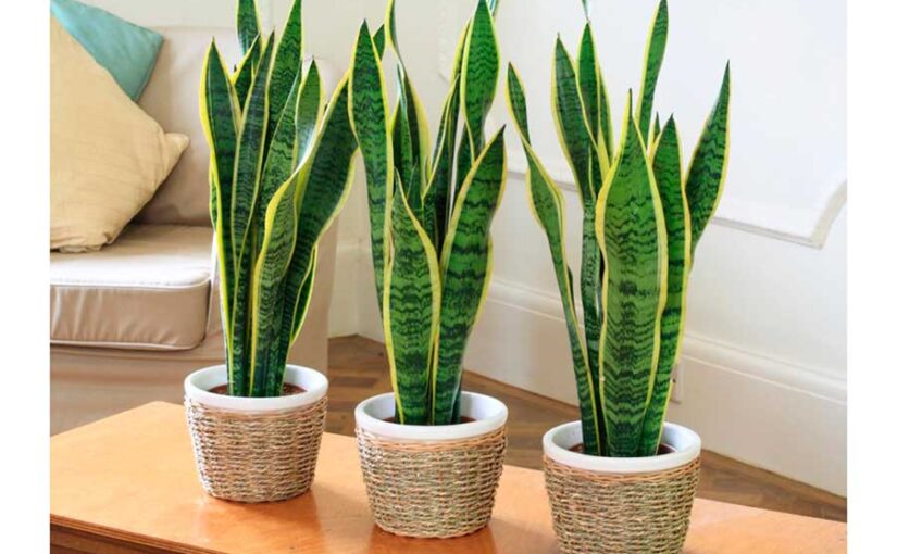 Sansevieria, lengua de suegra