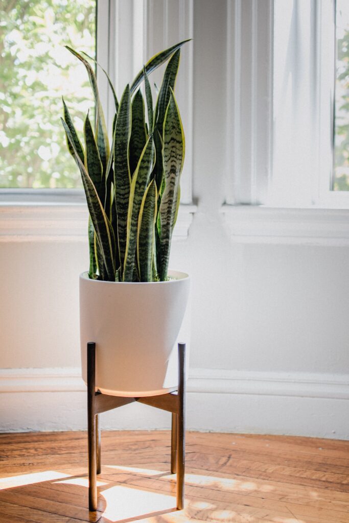 Sansevieria, lengua de suegra