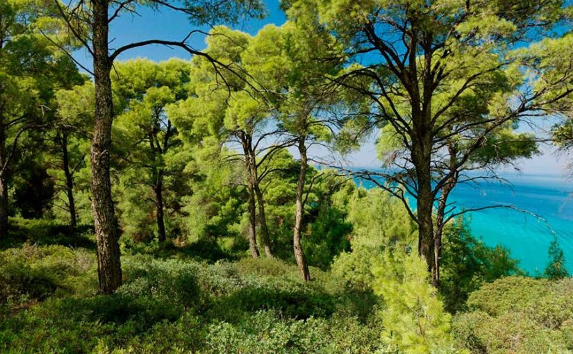 Bosque en Grecia