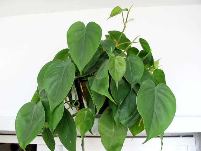 Hoja de corazón (Philodendron hederaceum)