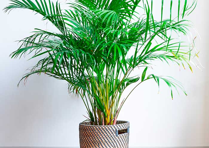 Palmera bambú