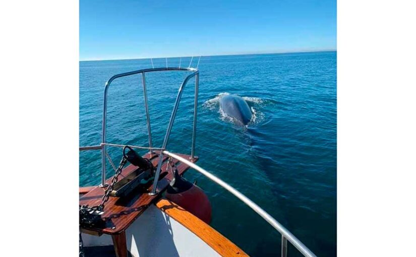 Avistamiento de ballenas en Puerto Peñasco