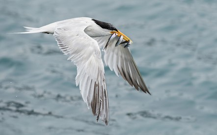 Aves del mar de Cortés, Bahía de Kino Sonora