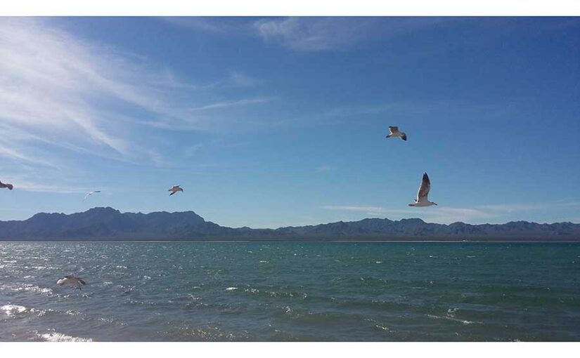 Aves del mar de Cortés, Bahía de Kino Sonora