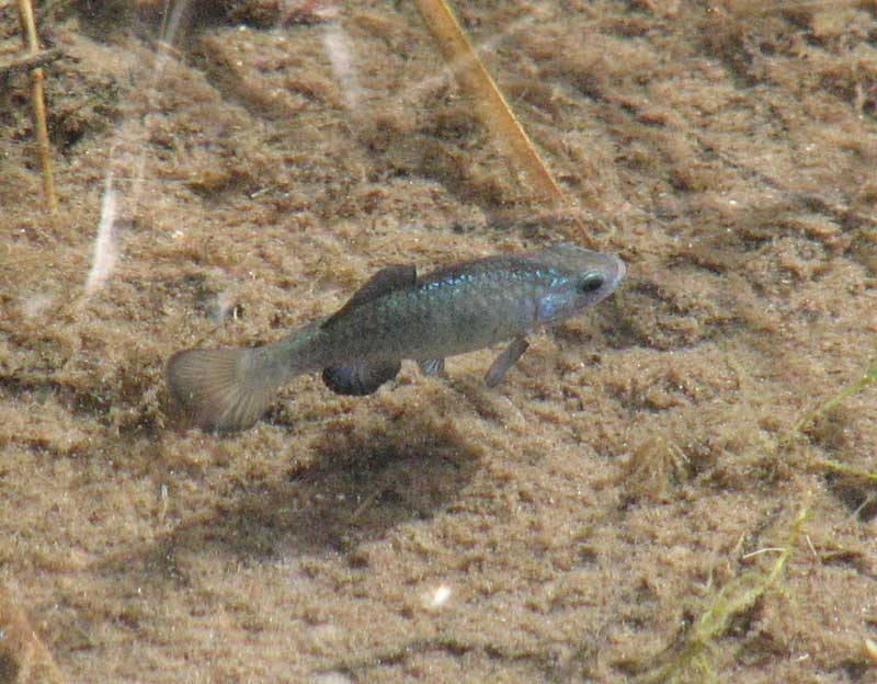 Cachorrito de Sonoyta (Cyprinodon eremus)