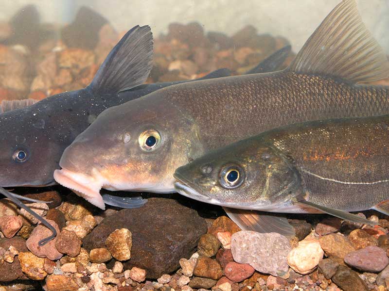 Bagre yaqui (Ictalurus pricei)