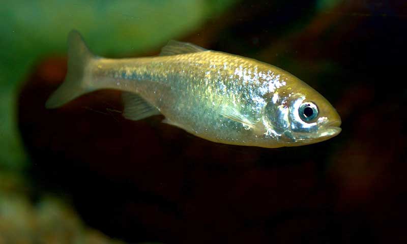Carpita yaqui (Cyprinella formosa)