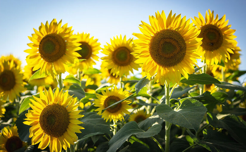 Girasoles (Helianthus annuus)