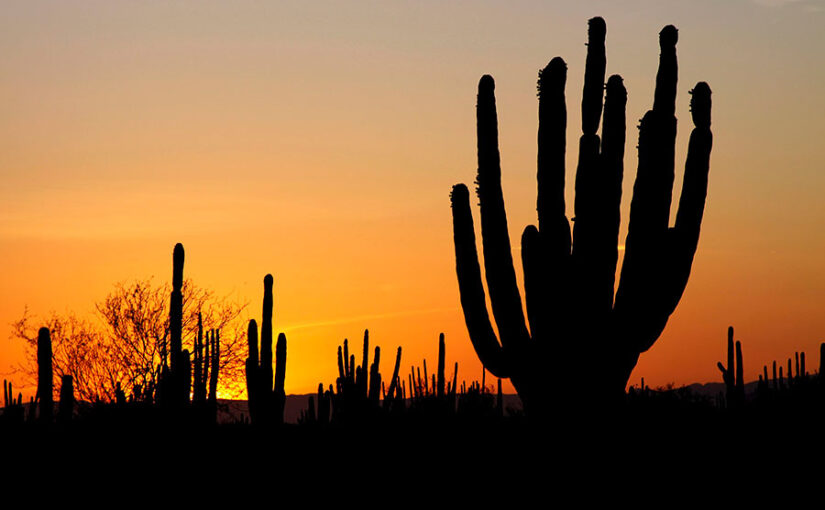 Desierto de Sonora