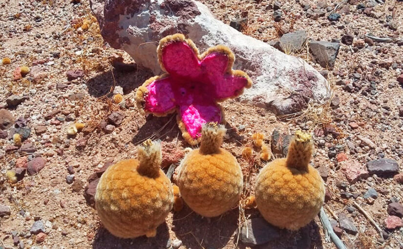 Pitayas en Sonora