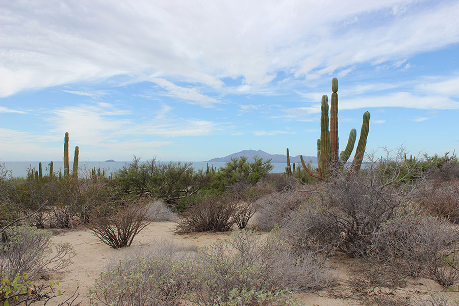 Punta Chueca, Sonora