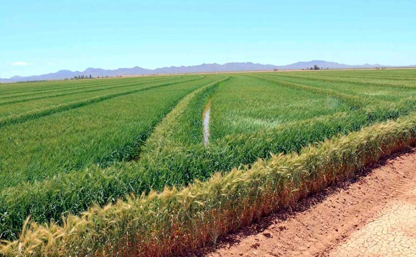 Campos agrícolas Caborca Sonora