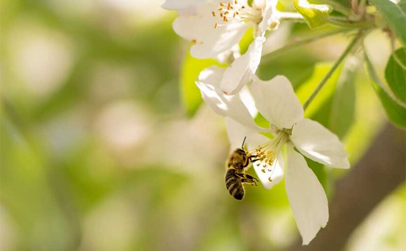 Abeja en flor