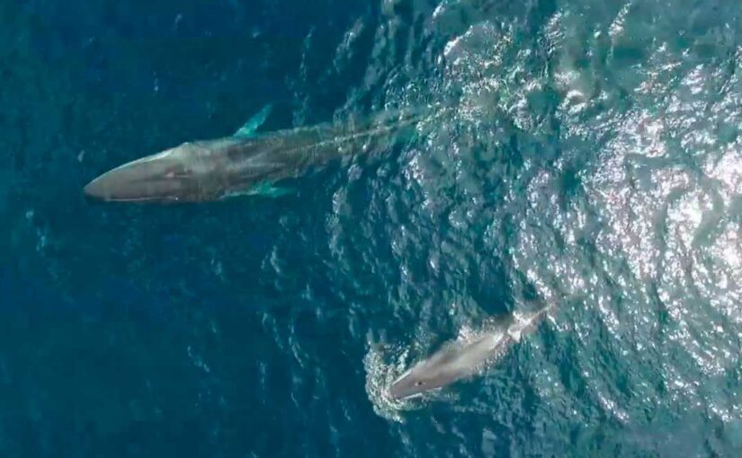 Ballena de aleta o rorcual común