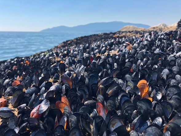 Mejillones