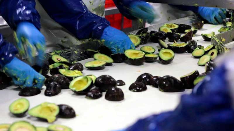 Fábrica de aguacates
