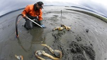 almeja GEODUCK o “trompa de elefante” (Panopea generosa)
