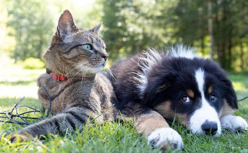 Perro y gato